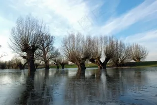 放牧，水，高水，冬天，寒冬，景观