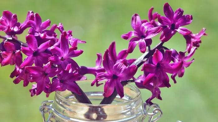 风信子，花，鲜花，紫，玻璃