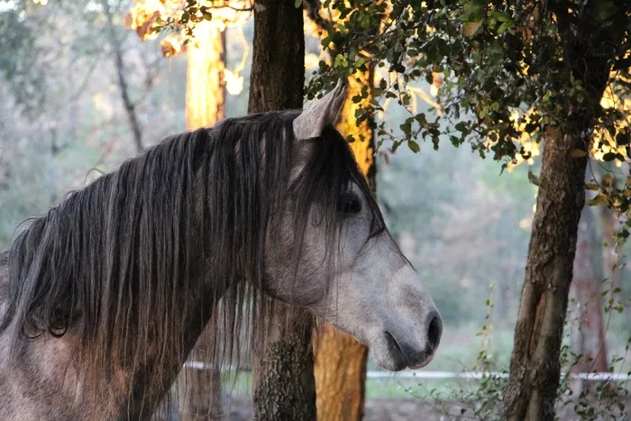 马，阿拉伯语，头，森林，马曾