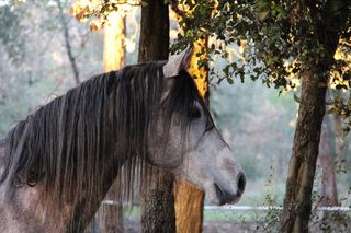 马，阿拉伯语，头，森林，马曾