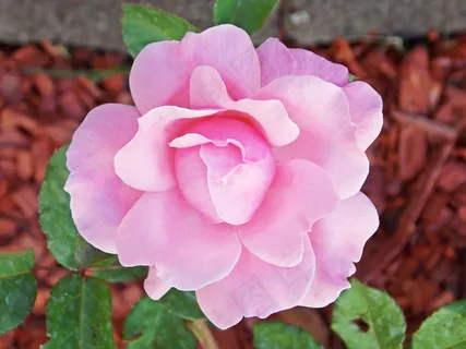 月季花,月月红,茶花,玫瑰,月季,园林花卉