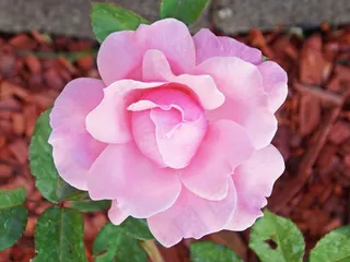 月季花,月月红,茶花,玫瑰,月季,园林花卉