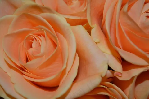 玫瑰，花束，安排，鲜花，花的，植物