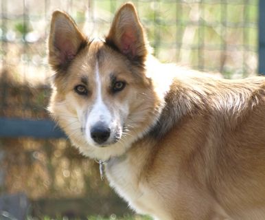 狗，混合动力，母狗，脸，肖像，宠物，动物，很好