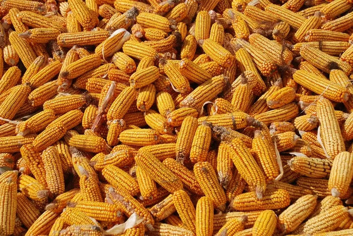 玉米，收获，玉米背景