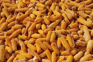 玉米，收获，玉米背景