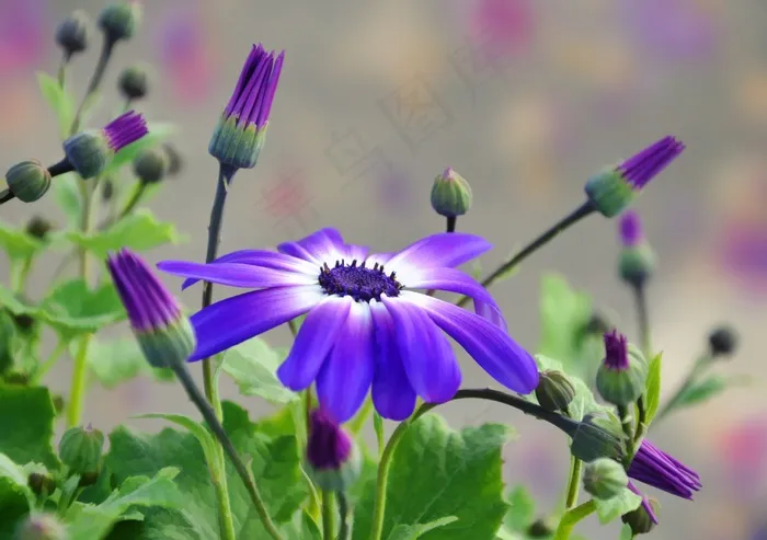 花，紫色，盛开，开花