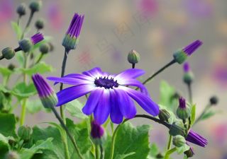 花，紫色，盛开，开花