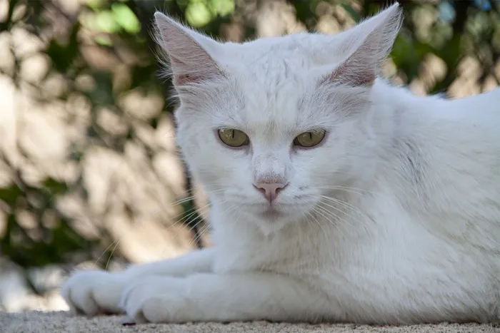 猫，白色，毛皮，猫的眼睛，动物，Mieze，休息