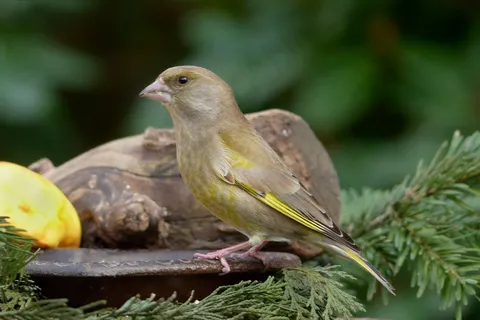 鸟，小，绿翅雀，花园，觅食