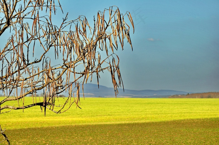 春天，黄色，阳光