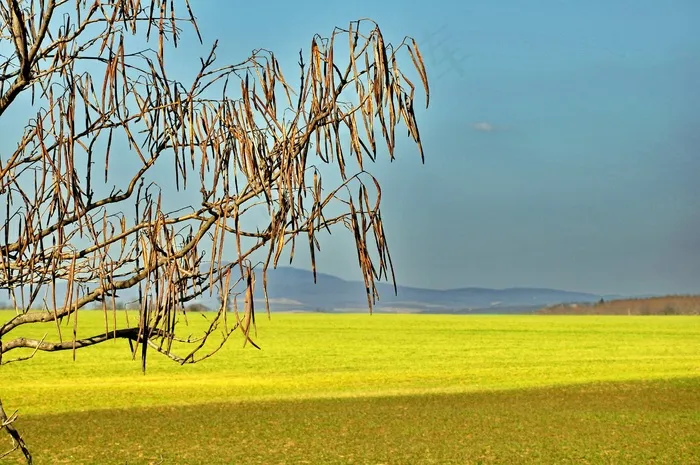 春天，黄色，阳光
