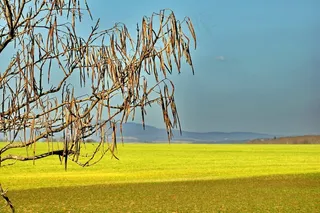 春天，黄色，阳光