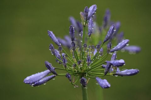 爱情花，福岛，一滴水，雨