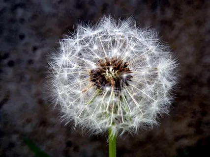 蒲公英,向下,植物,星星,绿色,蓬松 蒲公英,向下,植物,星星,绿色,蓬松