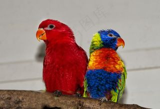 彩虹鹦鹉，萝莉红，彩虹鹦鹉，鹦鹉