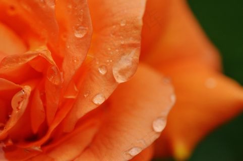 玫瑰，植物，一滴水，玫瑰绽放，性质，颜色