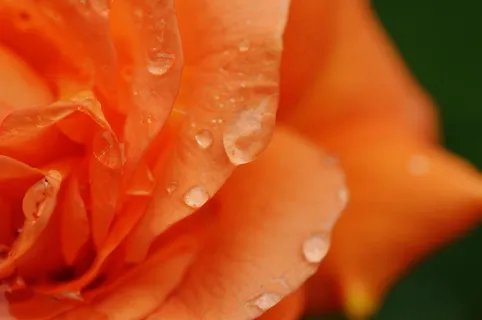 玫瑰，植物，一滴水，玫瑰绽放，性质，颜色