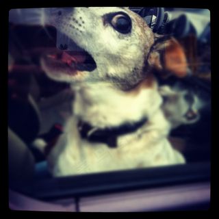 狗,小狗,电视屏幕,哈士奇/西伯利亚雪橇犬,哈士奇,狗狂犬病