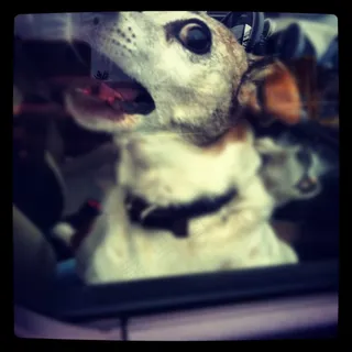 狗,小狗,电视屏幕,哈士奇/西伯利亚雪橇犬,哈士奇,狗狂犬病