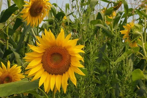 太阳花,向日葵,向日葵,太阳,夏天,黄色 太阳花,向日葵,向日葵,太阳,夏天,黄色