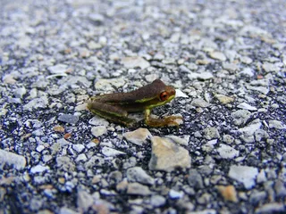 青蛙，树蛙，两栖类，绿色，宏