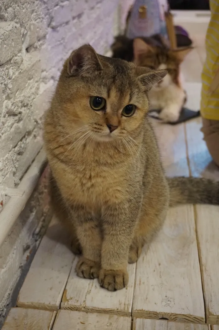 英国短毛猫，猫，宠物，动物，猫科动物