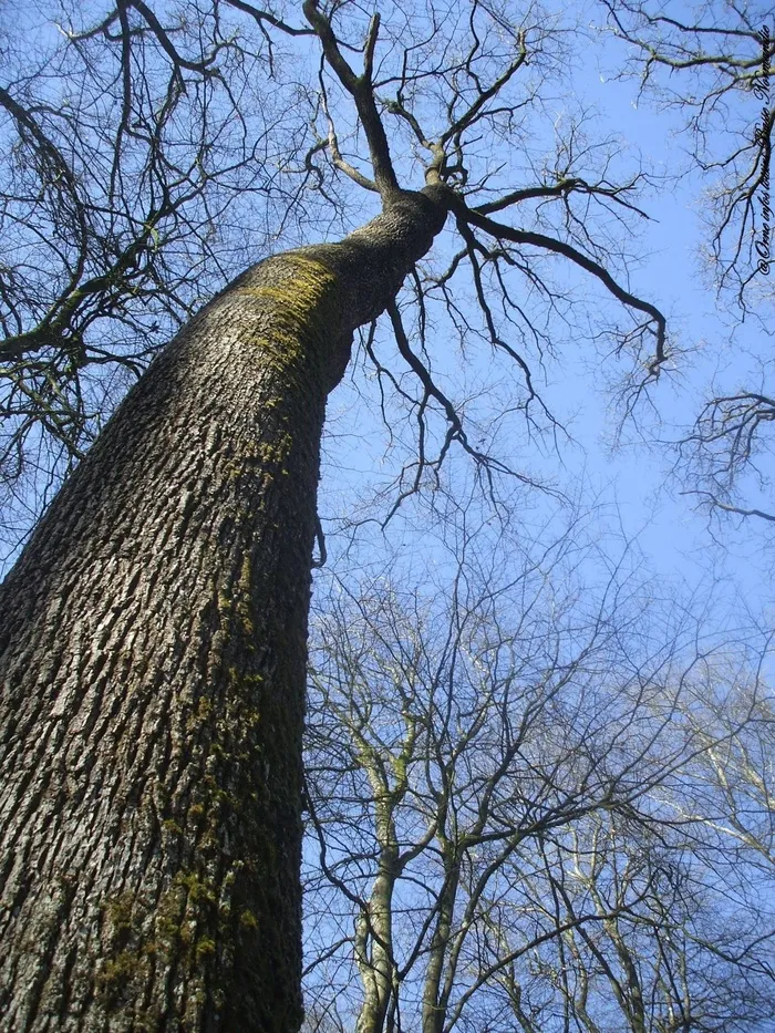 树，天空，自然，蓝色，分支机构，树干，秋天
