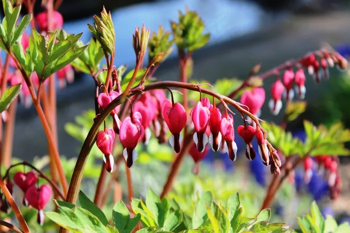 Traenendes，心脏，植物，观赏植物，花