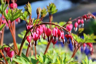 Traenendes，心脏，植物，观赏植物，花