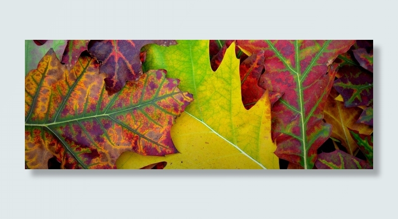 秋天，颜色，叶子，季节