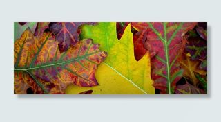 秋天，颜色，叶子，季节