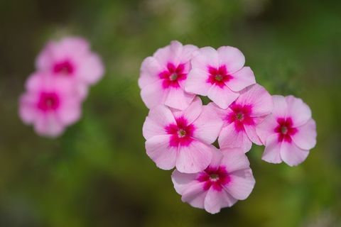 福禄考，鲜花，词缀，万客隆，花，性质
