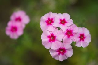 福禄考，鲜花，词缀，万客隆，花，性质