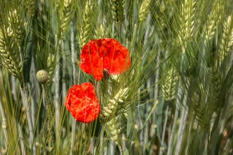 罂粟,Klatschmohn,罂粟胶囊,大麦,大麦场 罂粟,Klatschmohn,罂粟胶囊,大麦,大麦场