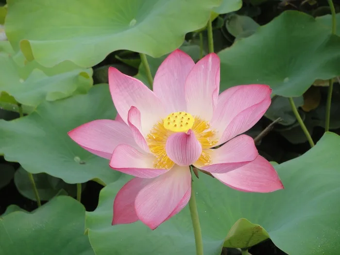 天然，荷叶，花瓣，莲花，水生植物，池塘