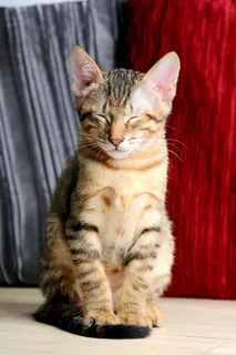 宠物，猫，星期六，打Do睡