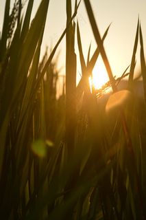 粮食苗，水稻，田野，阳光