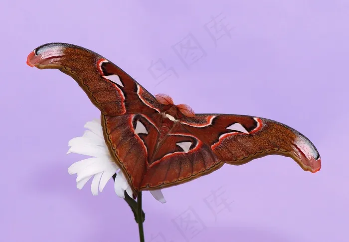 蝴蝶，阿特拉斯蛾，蛾，Attacus Atlas