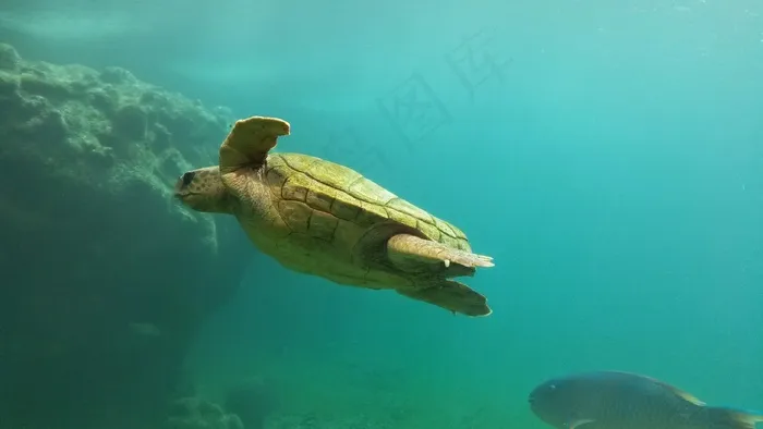 龟，海洋，游泳