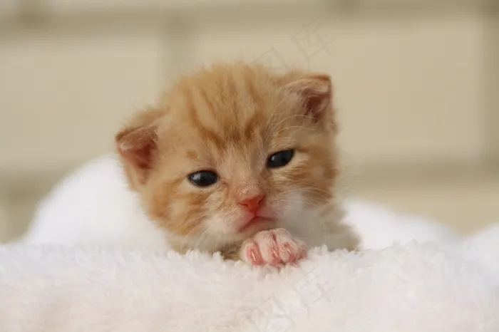 猫，小狗，年轻的猫，嬉戏，宠物，猫脸，头