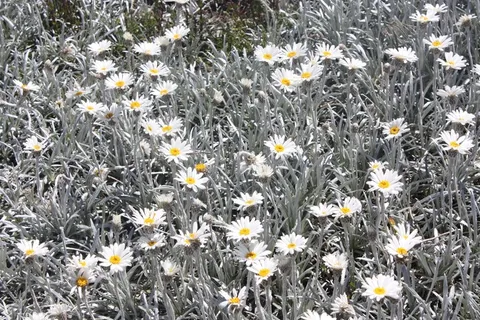 夏季花卉，花的，植物，自然，开花，盛开