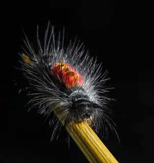 毛毛虫，毛，多刺，关闭