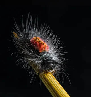 毛毛虫，毛，多刺，关闭