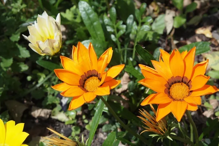 杂色菊，橙色，花，植物区系，开花，盛开，夏天