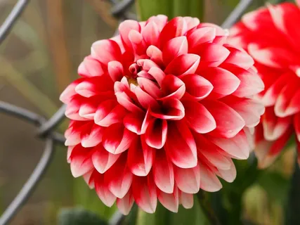 鲜花，红色花朵，丝网，植物，花坛