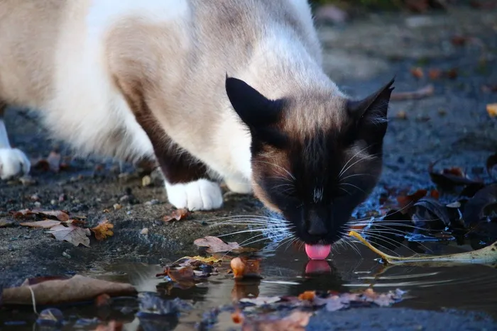 猫，水坑，水，喝，舌头，暹罗猫