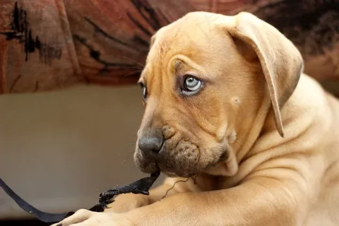 Ballotade,Boerboel,花生斗牛犬,狗,小狗 Ballotade,Boerboel,花生斗牛犬,狗,小狗