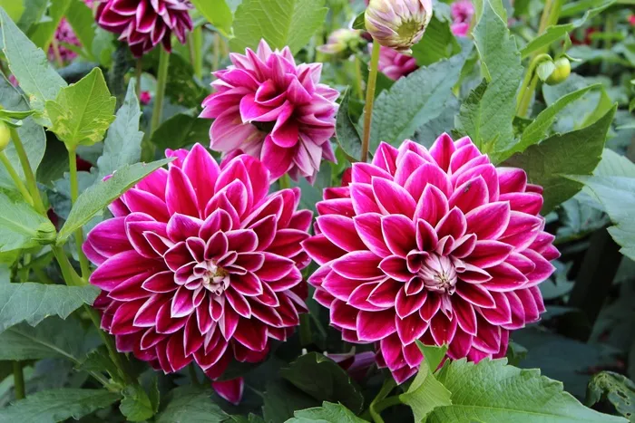 Dhalien，花园，花，开花，盛开，紫色，关闭