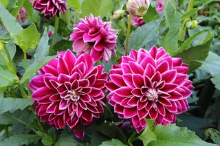 Dhalien，花园，花，开花，盛开，紫色，关闭